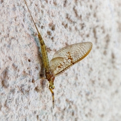 Ephemera glaucops