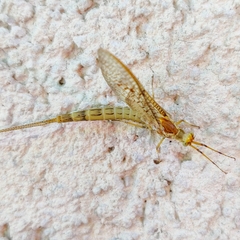 Ephemera glaucops