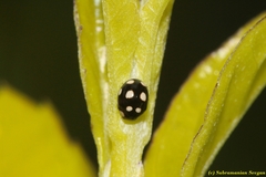 Hyperaspis pantherina