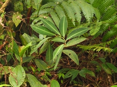 Costus laevis image