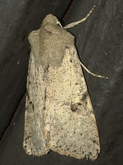 Orthosia behrensiana