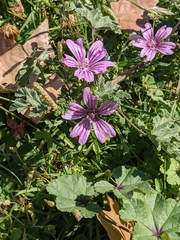 Malva sylvestris