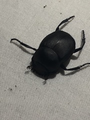 Canthon pilularius