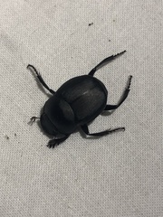 Canthon pilularius