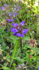 Prunella vulgaris