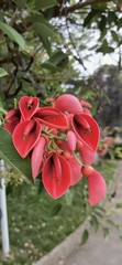 Erythrina crista-galli
