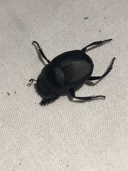 Canthon pilularius