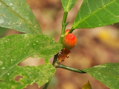 Sorocea affinis
