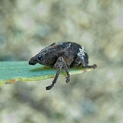 Oxyops fasciatus