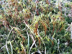 Plagiomnium undulatum