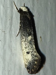 Tinea occidentella
