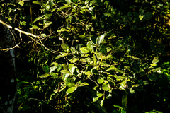 Cryptocarya latifolia