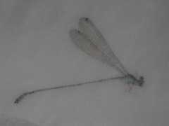 Pseudagrion malagasoides