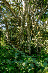 Cryptocarya latifolia