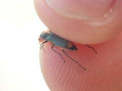 Clanoptilus marginellus