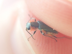 Clanoptilus marginellus