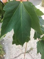 Acer rubrum
