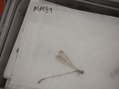 Pseudagrion malagasoides