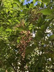 Sambucus nigra