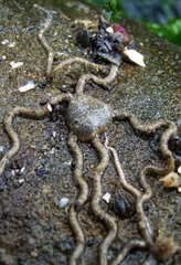 Amphiodia occidentalis