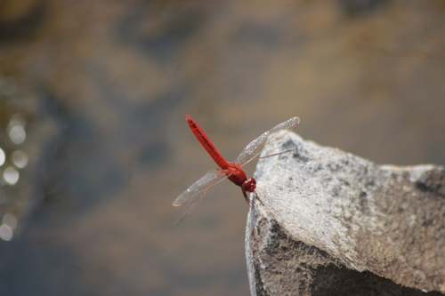 Scarlet Skimmer