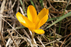 Crocus vernus