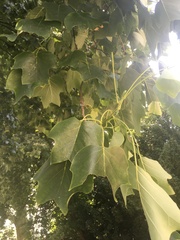 Liriodendron tulipifera