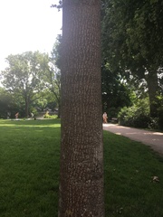 Liriodendron tulipifera