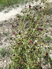 Scrophularia cretacea