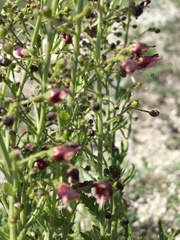 Scrophularia cretacea