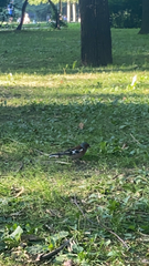 Fringilla coelebs