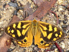 Heteronympha paradelpha