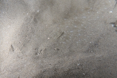 Solea senegalensis