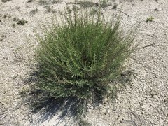 Scrophularia cretacea