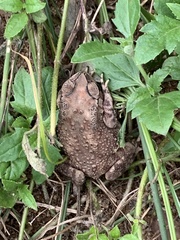 Duttaphrynus melanostictus