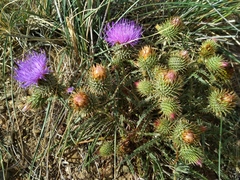 Ancathia igniaria
