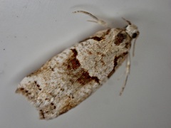 Harmologa amplexana