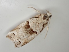 Harmologa amplexana