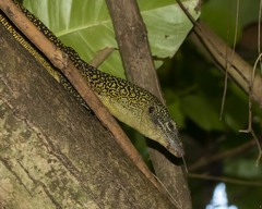 Varanus tsukamotoi