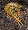 Caribbean Giant Centipede - Photo (c) Hans Böckler, some rights reserved (CC BY-NC), uploaded by Hans Böckler