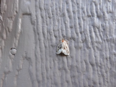 Maliattha synochitis