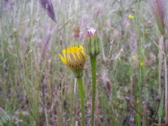 Leontodon longirostris