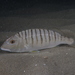 Striped Seabream - Photo (c) Julien Renoult, some rights reserved (CC BY), uploaded by Julien Renoult