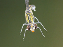 Chlorocypha