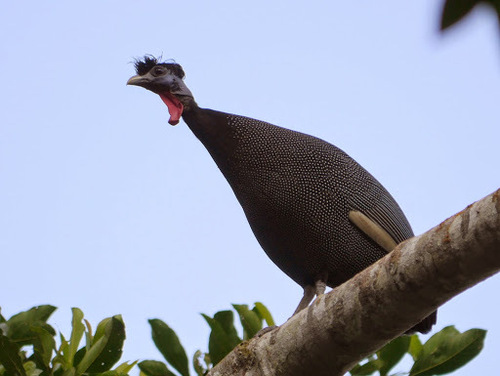 Western Crested Guineafowl