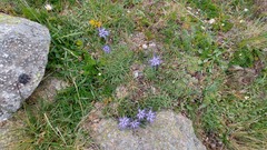 Phyteuma serratum