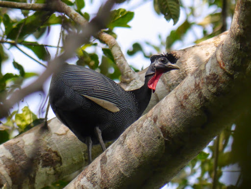 Western Crested Guineafowl (Guttera verreauxi)