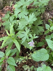 Aconitum moldavicum