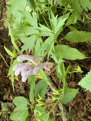 Aconitum moldavicum