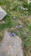 Phyteuma serratum